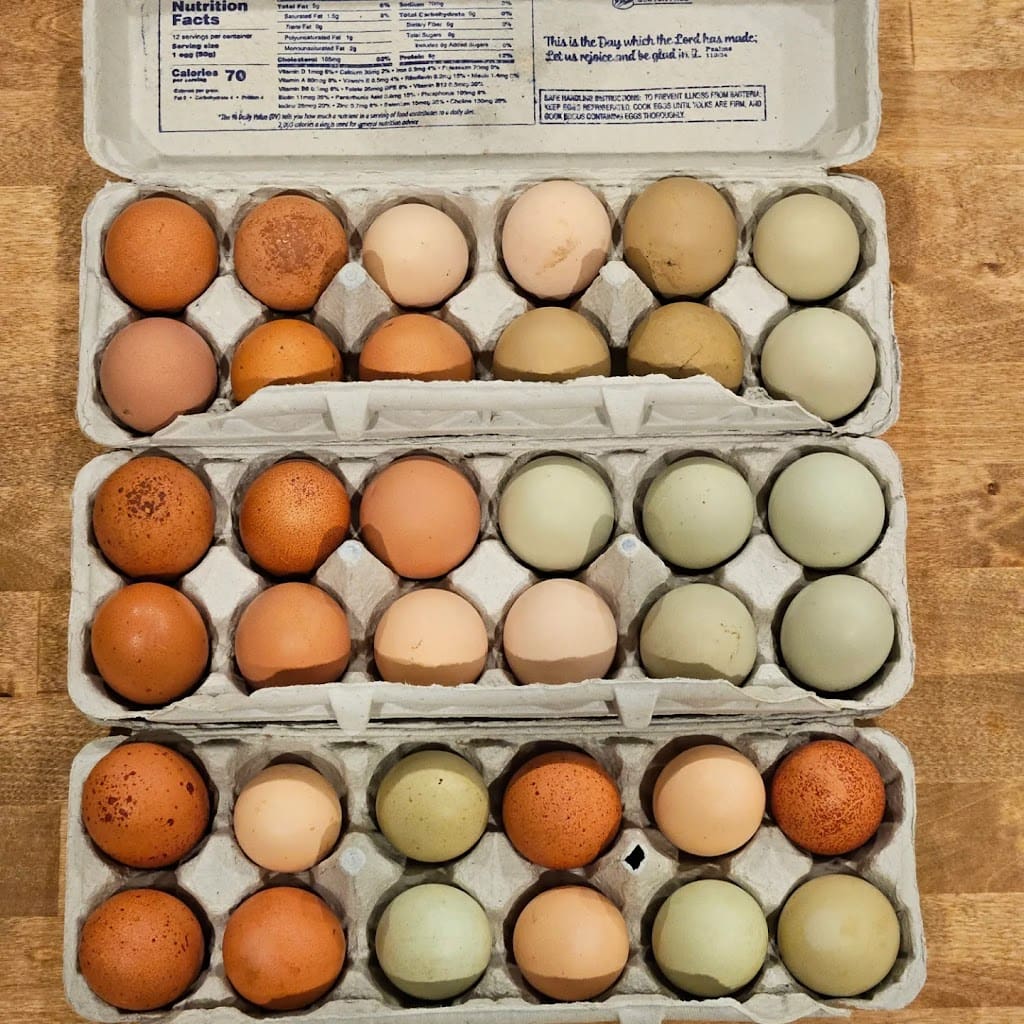 Wren Haven Homestead Farm in Pensacola Florida