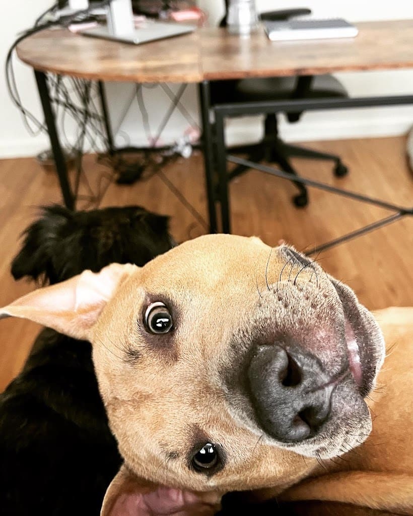 Zeba Dog Boarding Pet Boarding Service in Crestview Florida