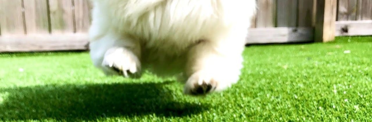 Angels Dog Spa & Grooming - Pet Groomer in Panama City Beach