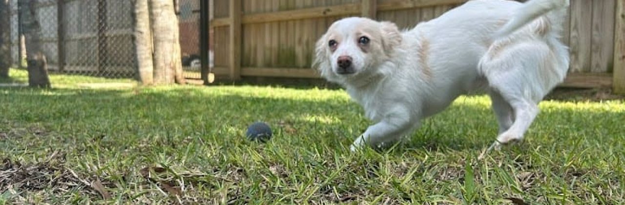 Animal Hospital of Pea Ridge - Animal Hospital in Pace