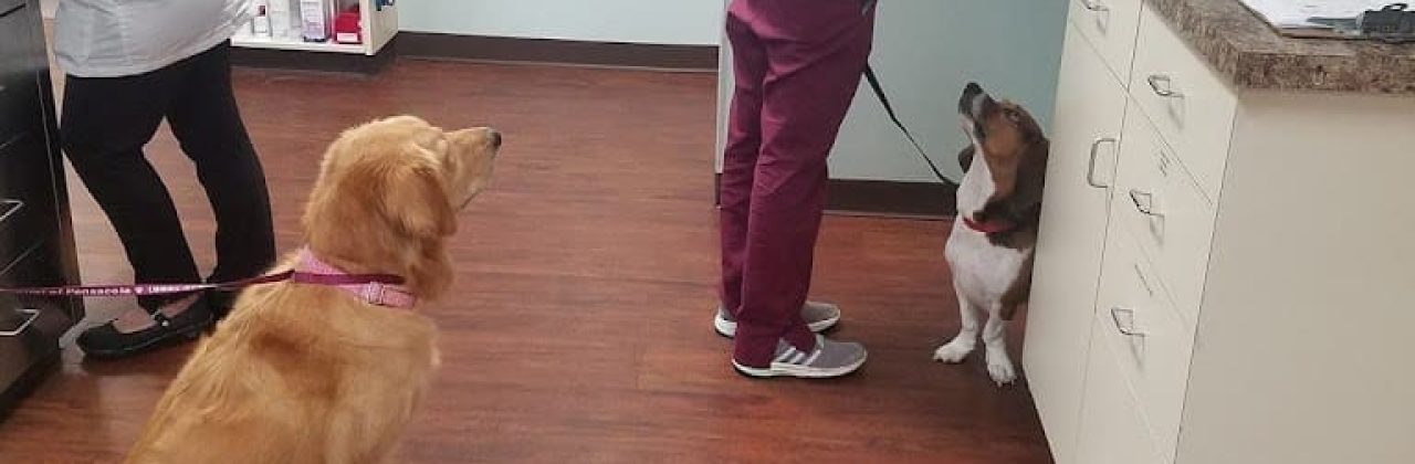 Animal Hospital of Pensacola - Animal Hospital in Pensacola