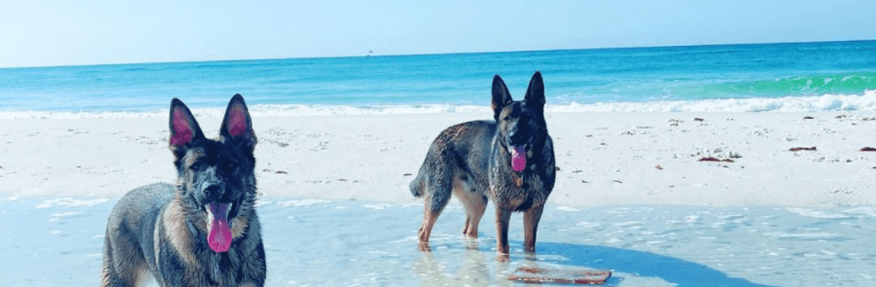 BTS K9 Dog Training and Boarding - Dog Trainer in Fort Walton Beach