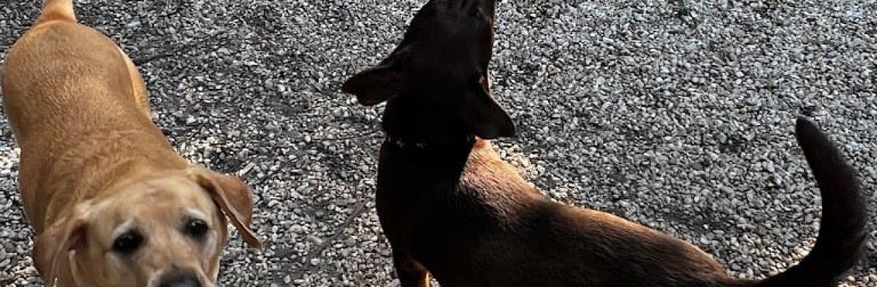 Canine Country Club - Pet Boarding Service in Pensacola