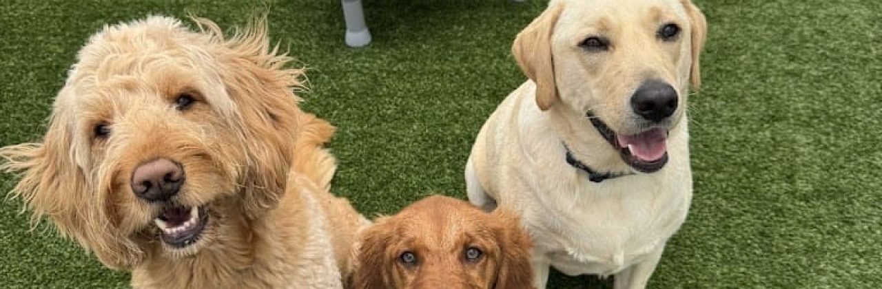 Central Bark Fort Walton Beach - Dog Day Care Center in Fort Walton Beach