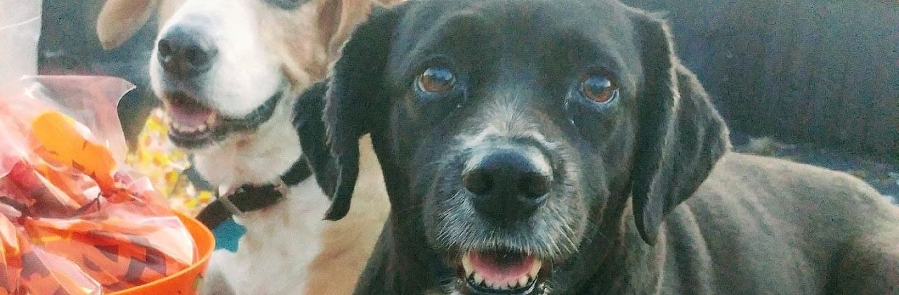 Coastal Paws Pet Sitting - Pet Sitter in Bellview