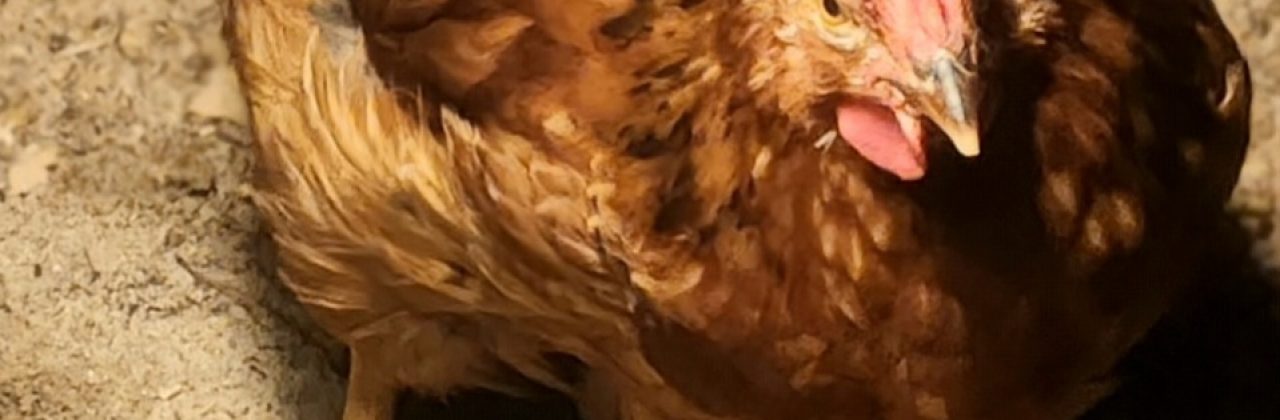 Cock-A-Doodle-Doo Ranch - Farm in Ponce De Leon