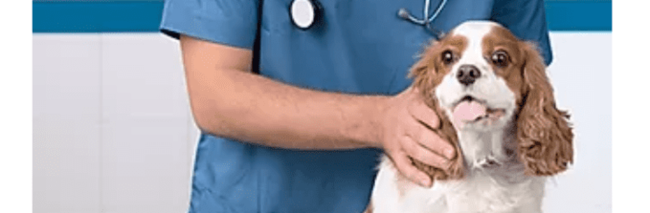 Cordova Animal Medical Center - Veterinarian in Pensacola