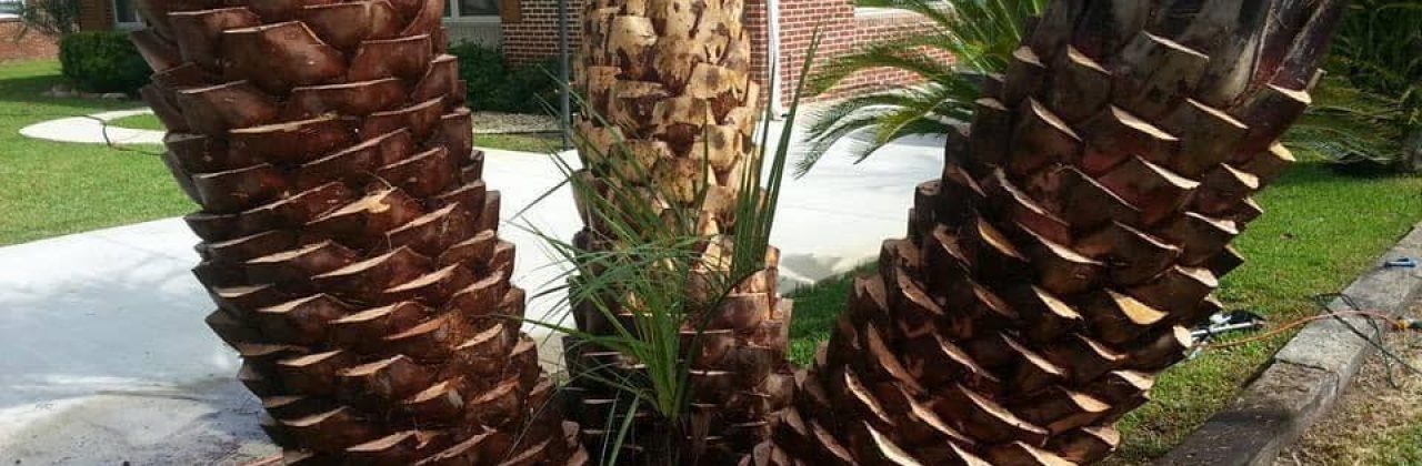 Custom Palms - Tree Service in Pensacola