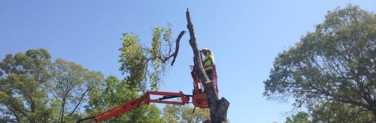DN Bobcat Services - Tree Service in Navarre