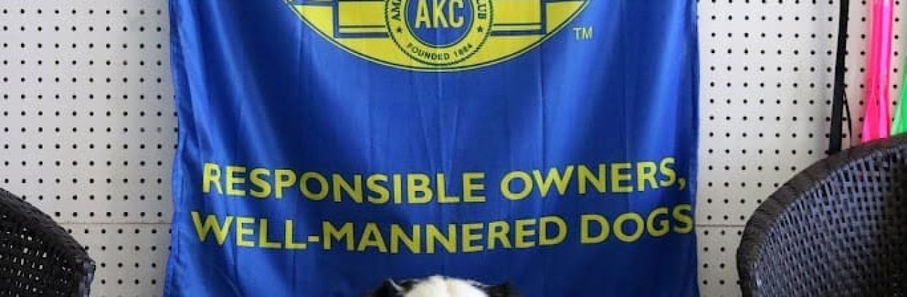 Dogmata - Dog Trainer in Panama City