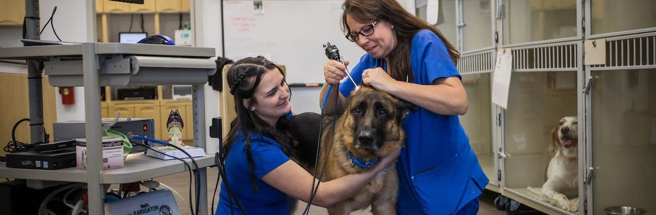 East Hill Animal Hospital - Animal Hospital in Pensacola