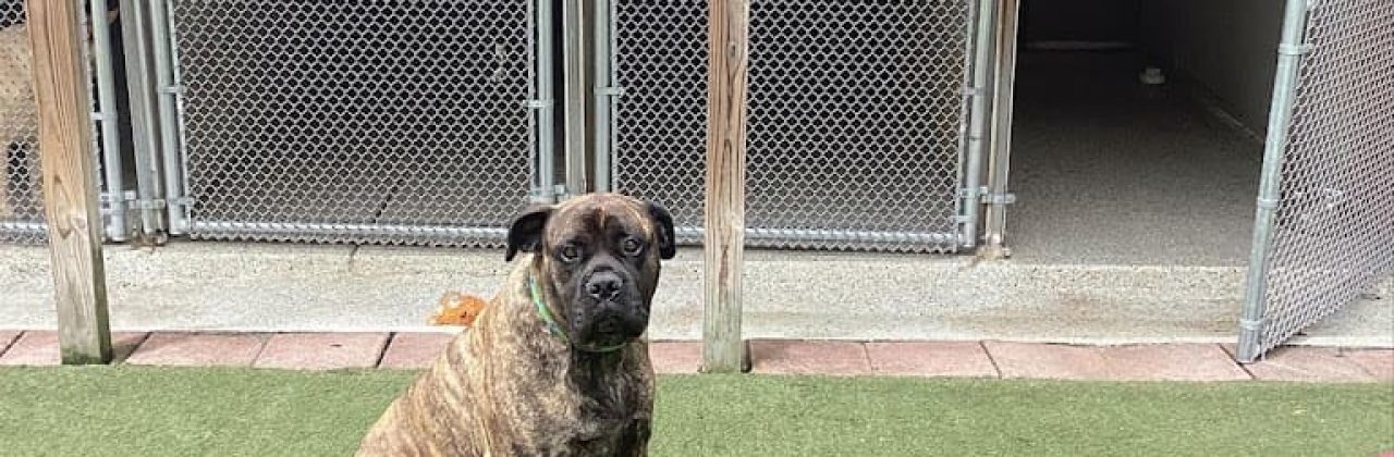 Emerald Coast Kennel