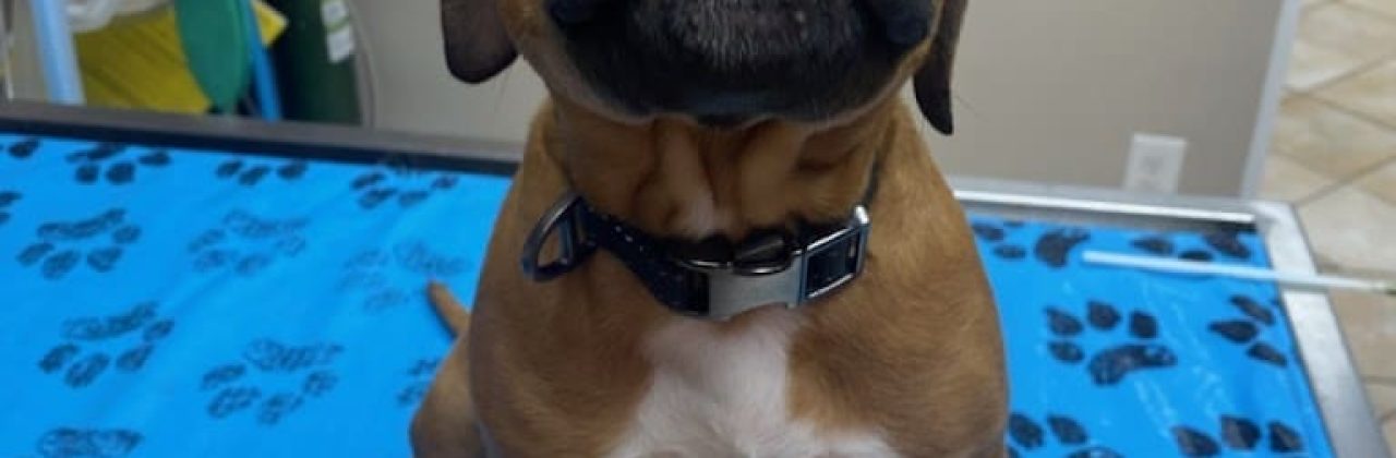 Ferry Pass Animal Hospital