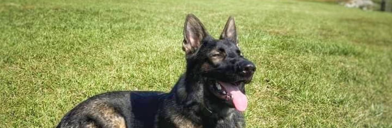 Frequency Canine Dog Training - Dog Trainer in Pensacola