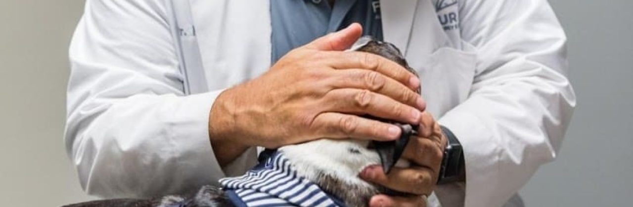 Fur Kids Allergy & Dermatology - Veterinarian in Pensacola