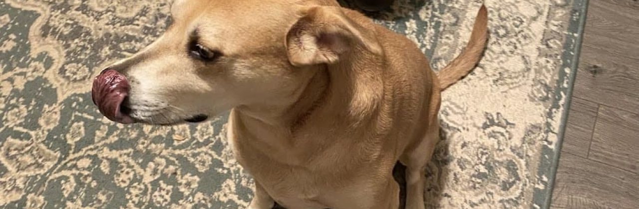 Happy Tails Pet Sitting - Pet Sitter in Santa Rosa Beach