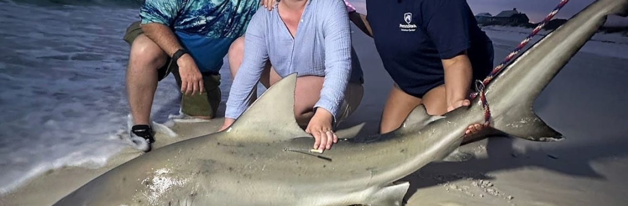 K.M. Shark Fishing Charters & Surf Fishing Excursions - Fishing Charter in Navarre