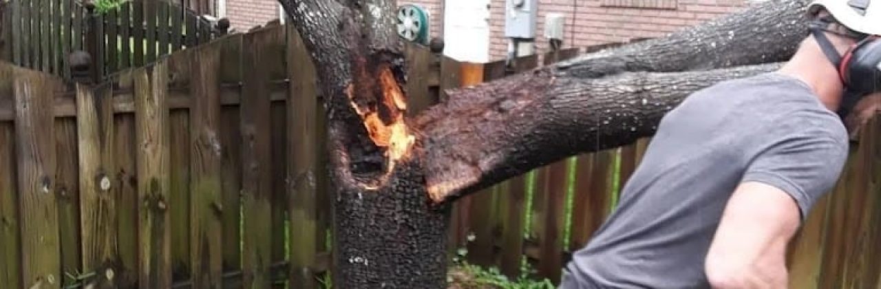 Kodiak Tree Service - Tree Service in Valparaiso