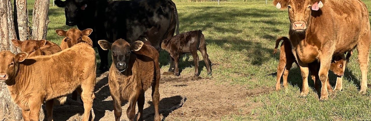 Laney Farms LLC I Angus Beef & Pork - Farm in Molino