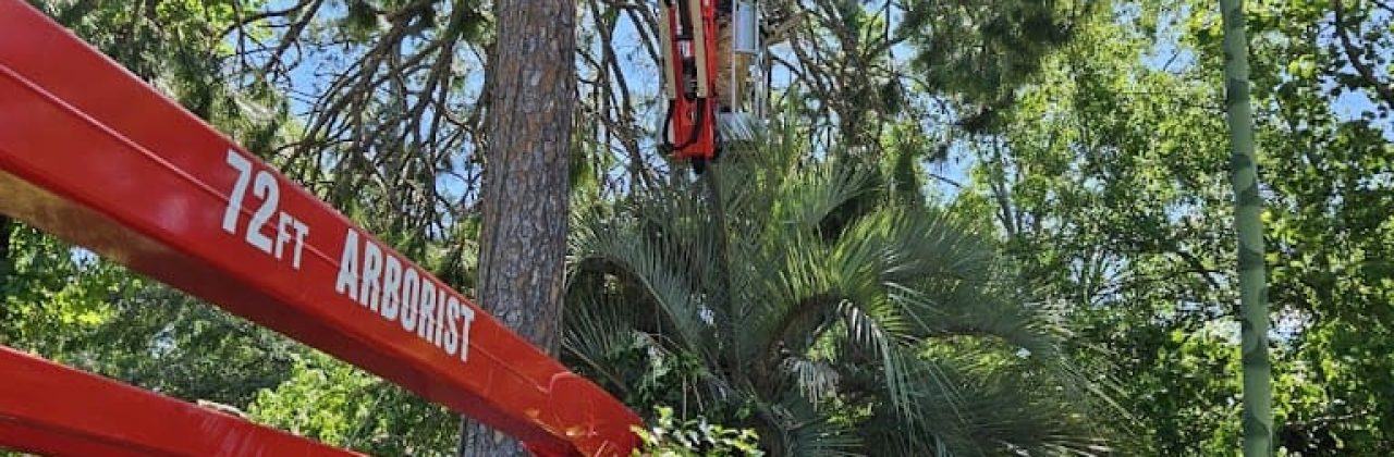Lay Them Down landscaping and Tree Service - Tree Service in Pensacola