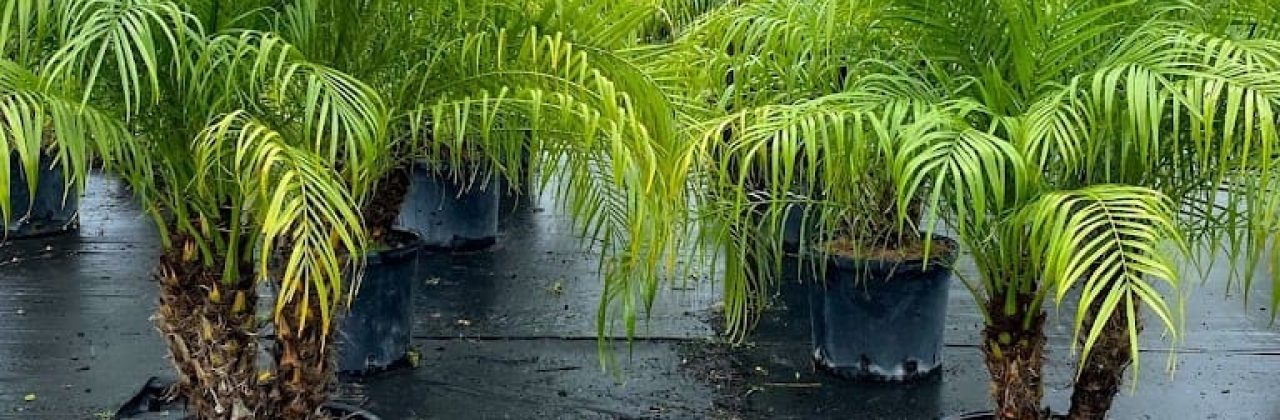 Lisenby Palms Inc. - Landscaper in Panama City Beach