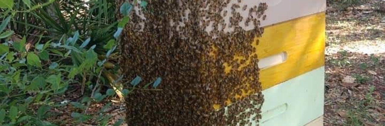 Local Destin Honey - Honey Farm in Destin