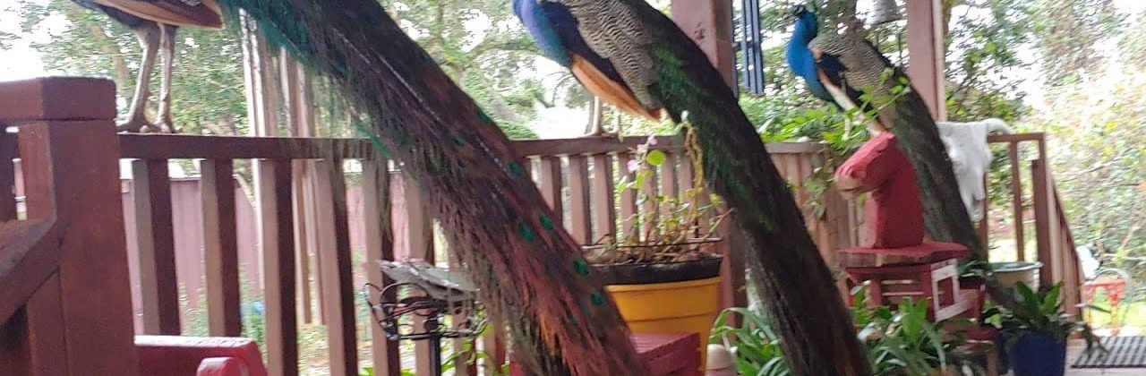 Marilyn Gibbs Therapuetic - Massage Therapist in Cantonment