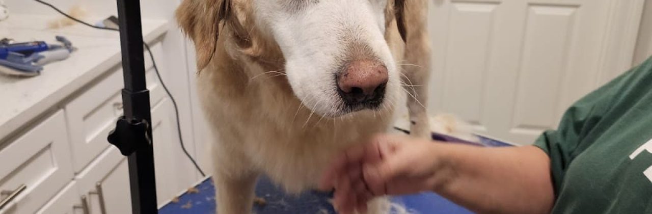 Momma Ashton's petsitting and grooming - Pet Groomer in Panama City