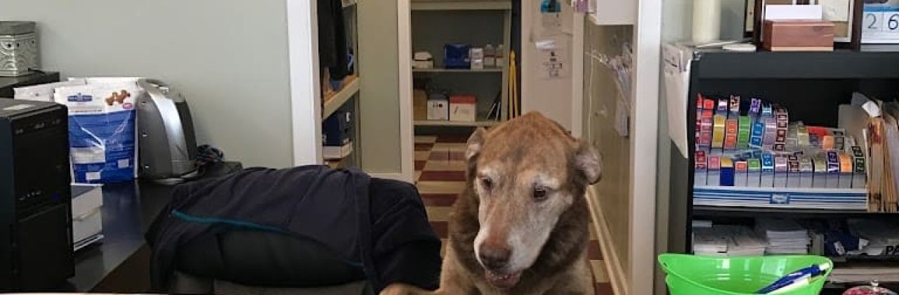 Murphy Veterinary Hospital - Veterinarian in Mary Esther