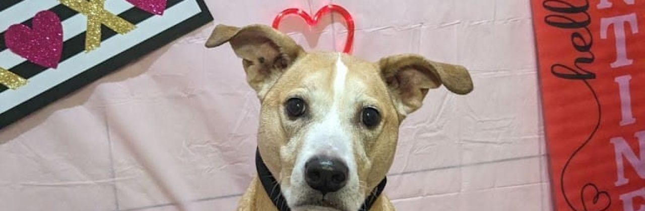 My Happy Place Doggy Daycare and Pet Boarding Inc. - Dog Day Care Center in Mary Esther