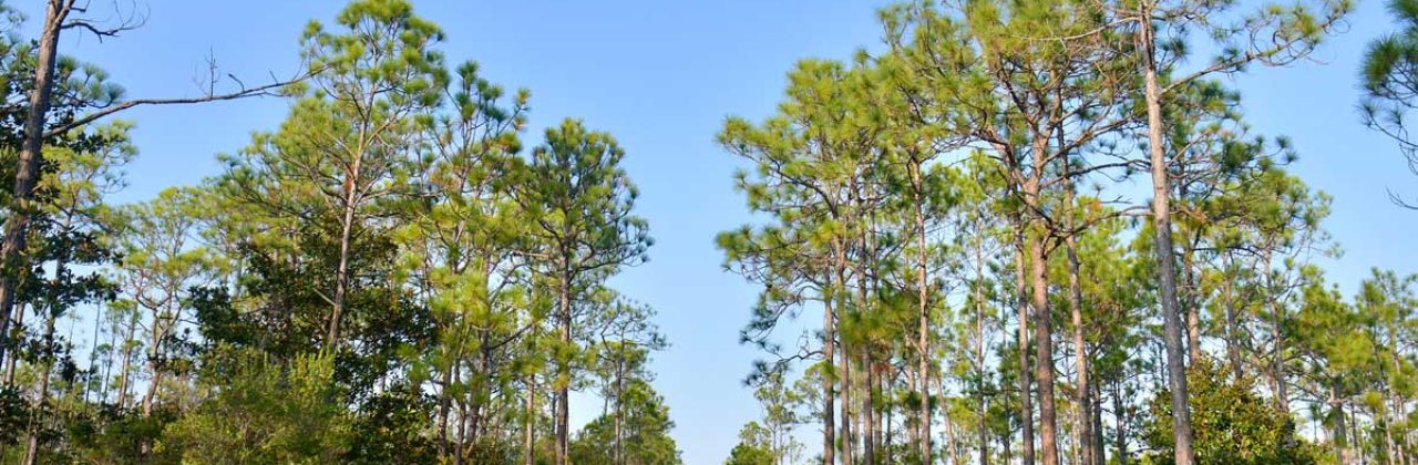 NatureWalk Lilly Lane Beach Bike/Walking Trail - Hiking Area in Santa Rosa Beach