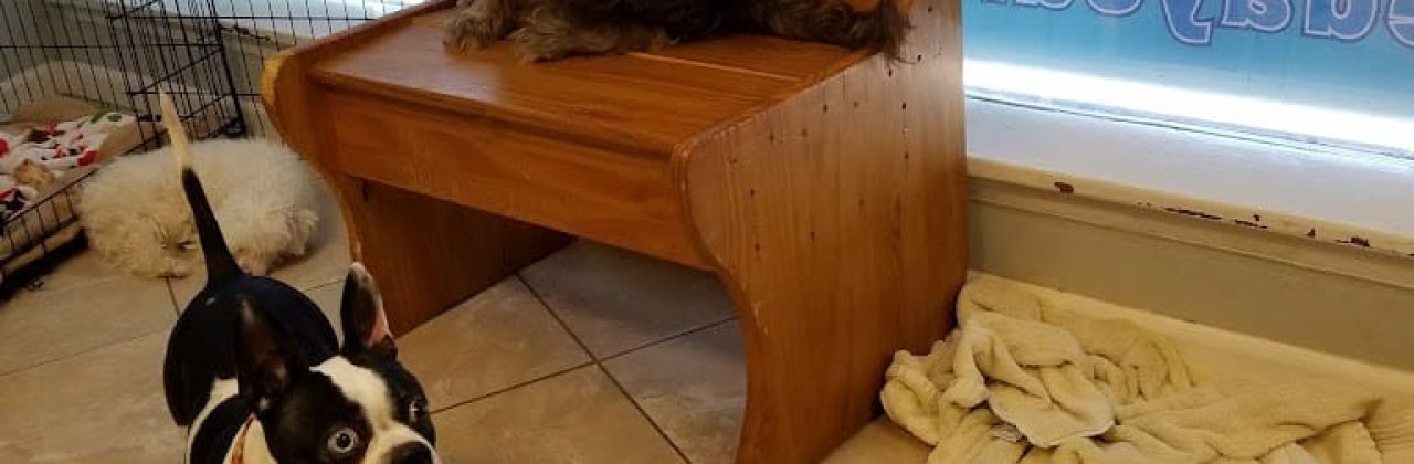 Noah's Barks and Purrs - Pet Groomer in Fort Walton Beach