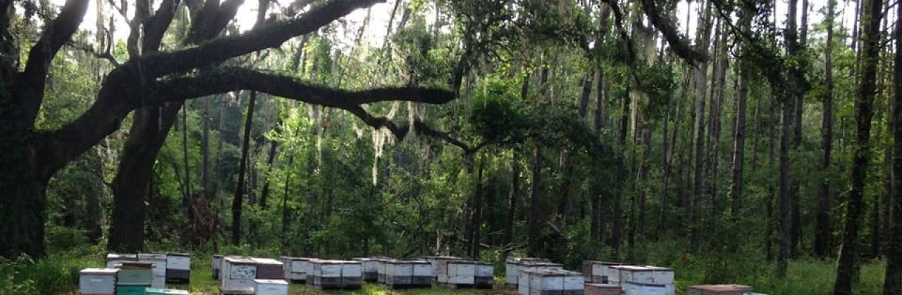 (Old Oak Bee Yard) Pure Raw Honey. Bee removal & Rescue - Honey Farm in Lynn Haven