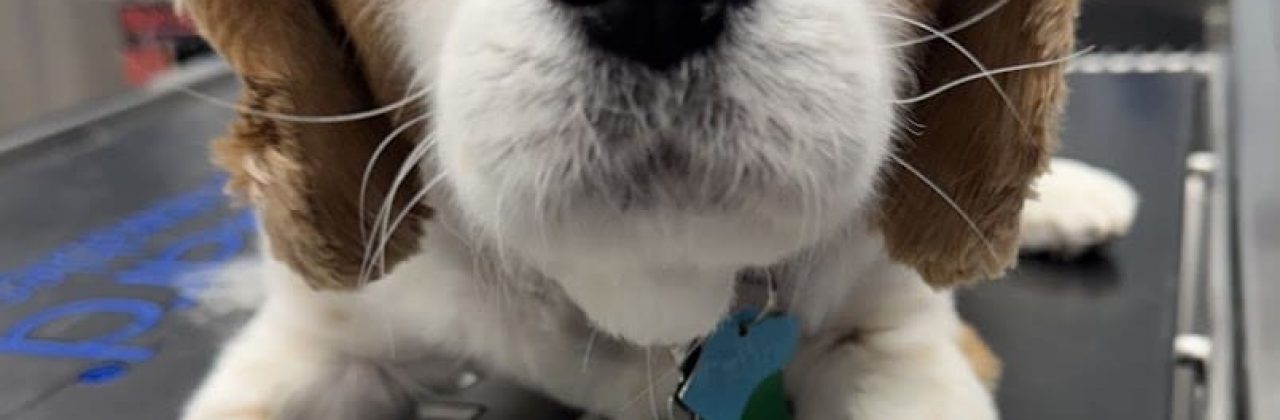 Paws In Paradise Animal Hospital - Veterinarian in Inlet Beach