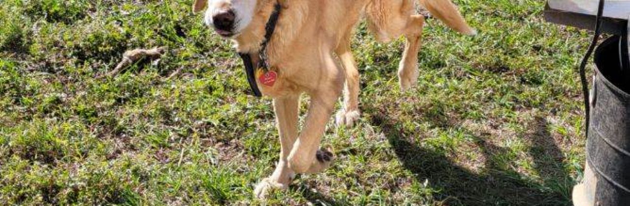 Paws N' Claws Pet Services - Pet Sitter in Milton