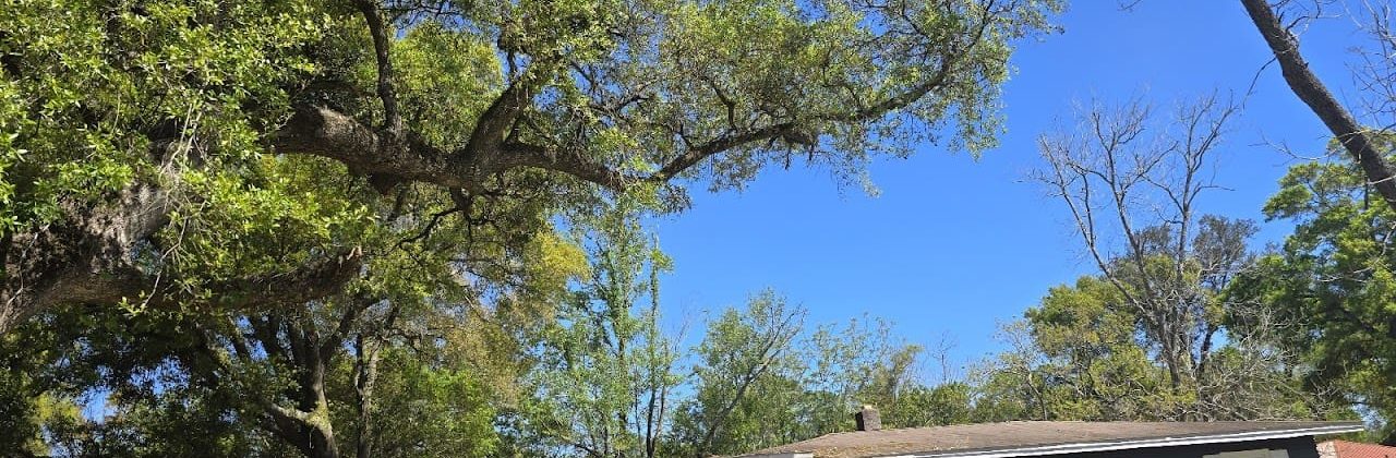 Pensacola Tree And Property Works LLC - Tree Farm in Pensacola