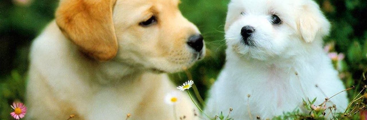 Pet Sitter Pensacola 850 - Pet Sitter in Pensacola