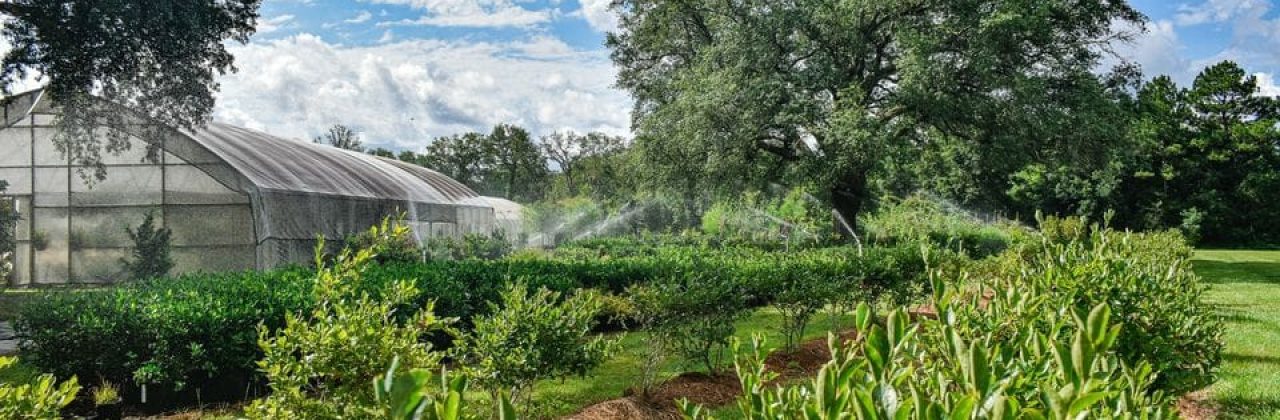 Pinelands Tree Farm and Wholesale - Wholesale Plant Nursery in Milton