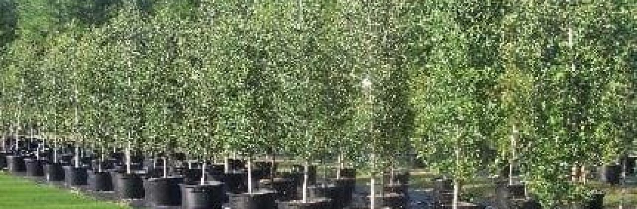 Piney Grove Nursery & Landscaping - Landscaper in Chipley