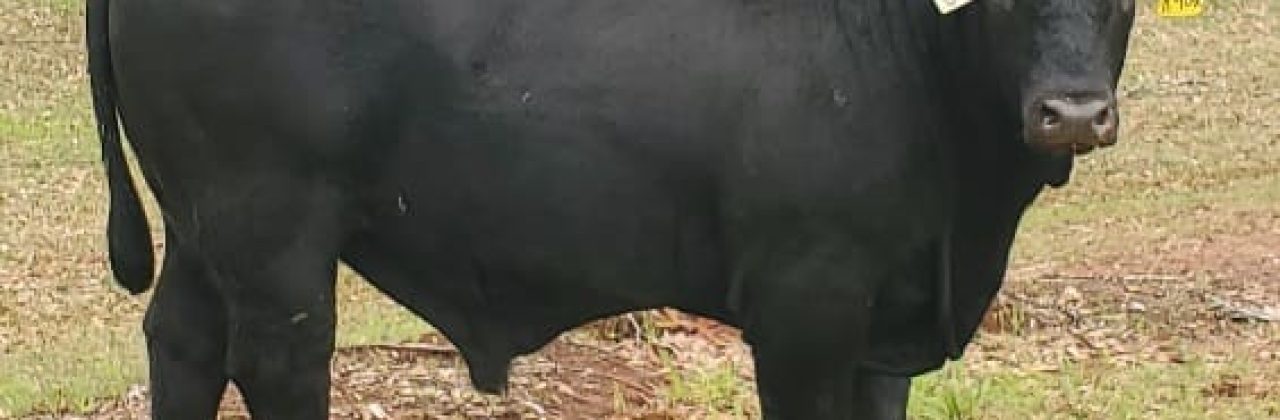 Pitts Farms - Grain Fed Beef- Westville