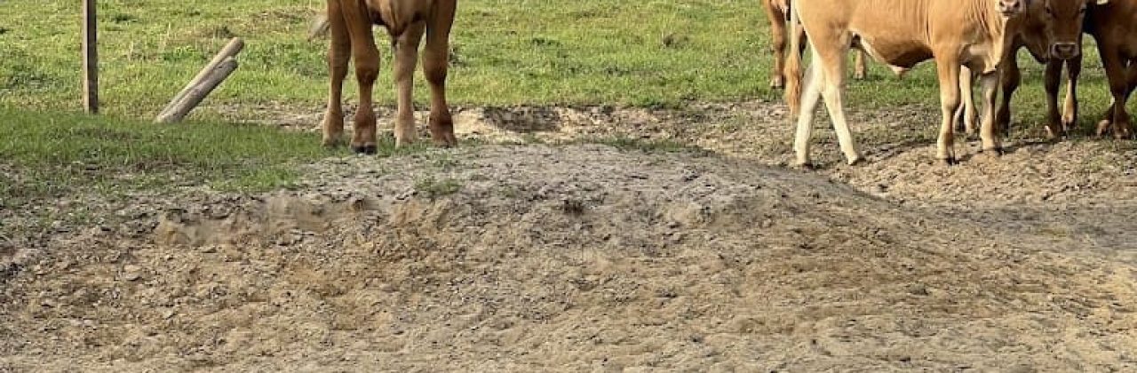 R D Belcher Cattle - Cattle Farm in Laurel Hill