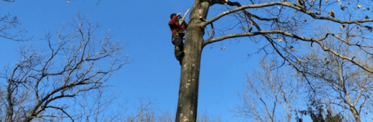 Reed's Tree Service & GC LLC - Tree Service in Gulf Breeze