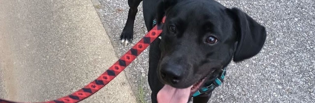 Serenity Pet Care - Pet Sitter in McDavid