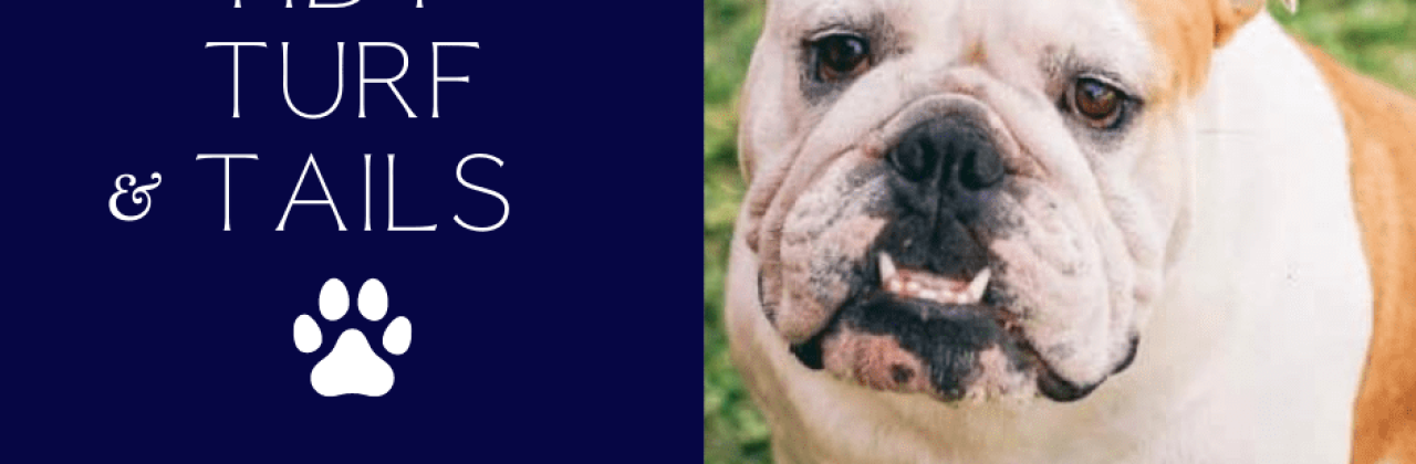 Tidy Turf & Tails