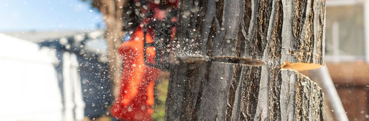 Top Notch Tree Service - Tree Service in Cantonment