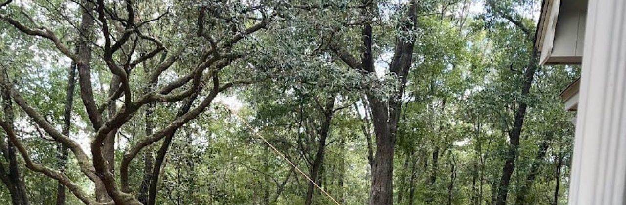 Tree Frog Tree Care - Tree Service in Milton