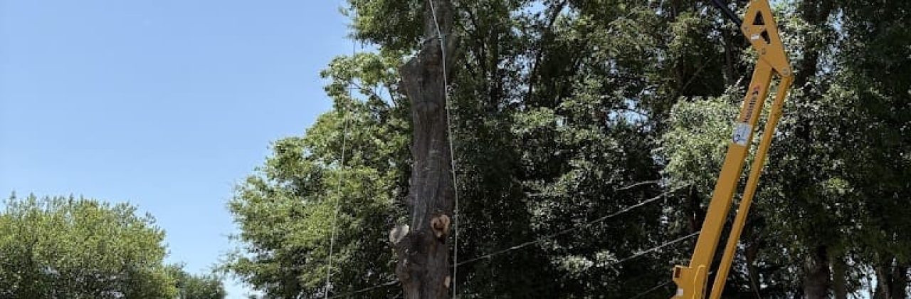 Tree Huggerzzz LLC - Tree Service in Milton