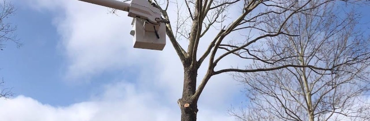 Turn Key Tree - Tree Service in Pensacola