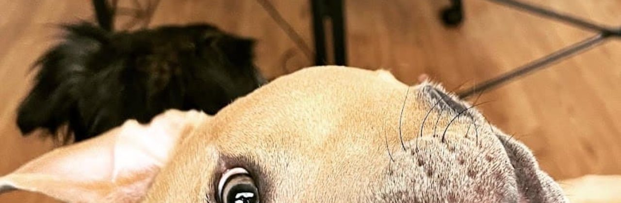 Zeba Dog Boarding - Pet Boarding Service in Crestview